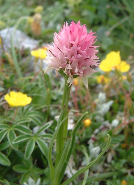 nigritella widderi